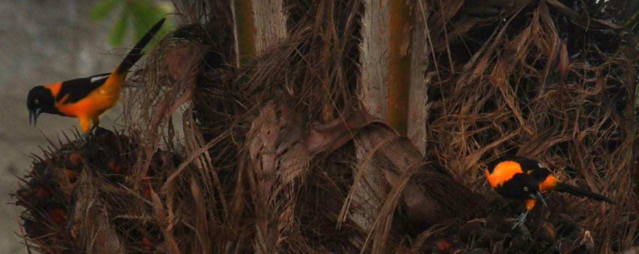 Recanto Dos Dendes Chales セーハ・グランデ エクステリア 写真